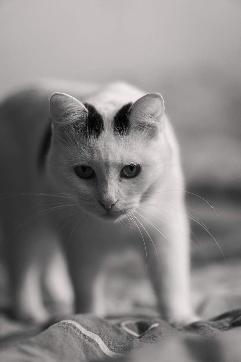 ペットケアジャパン株式会社 - Image 14